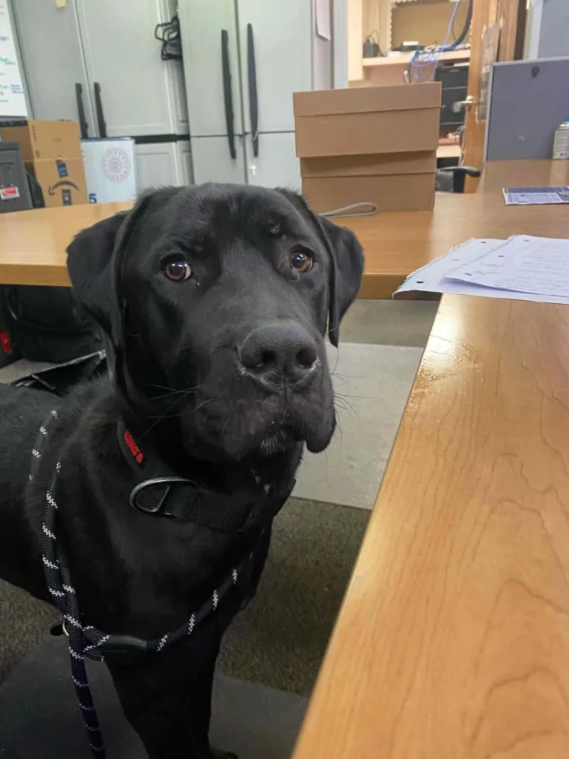 A young large-sized male Cane Corso dog named Earl for adoption in St. Clair Shores, MI