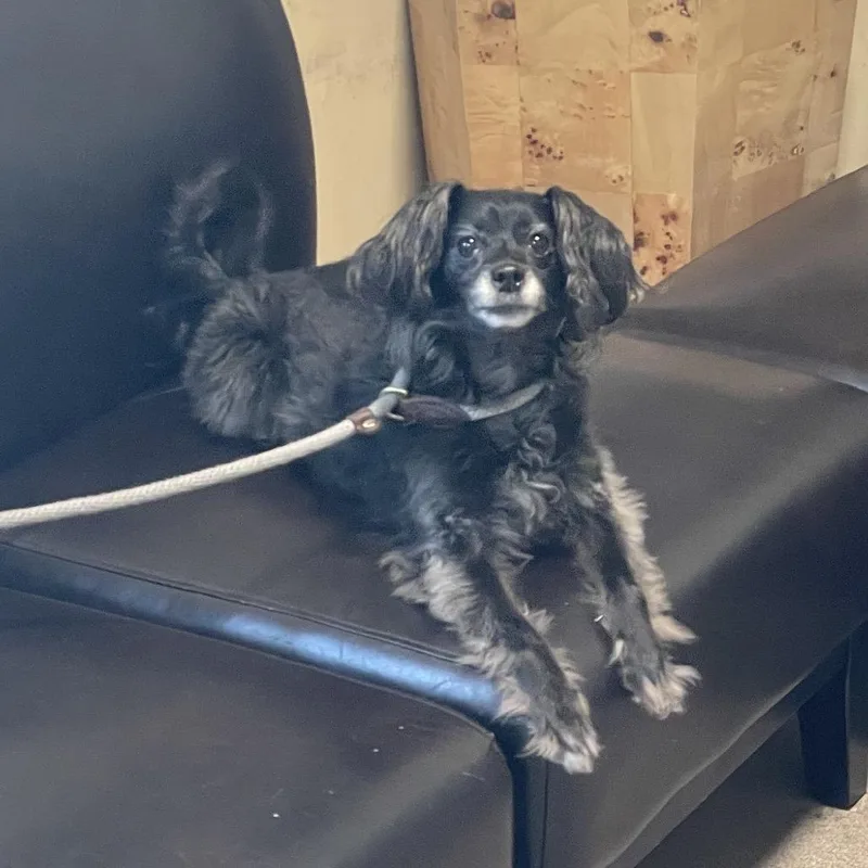 A senior small-sized female Black Chihuahua dog named Penelope for adoption in Pasadena, CA