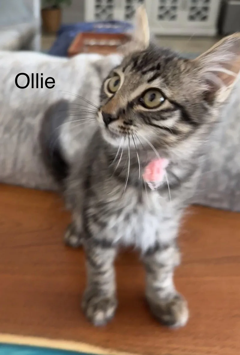 Ollie thumbnail 2