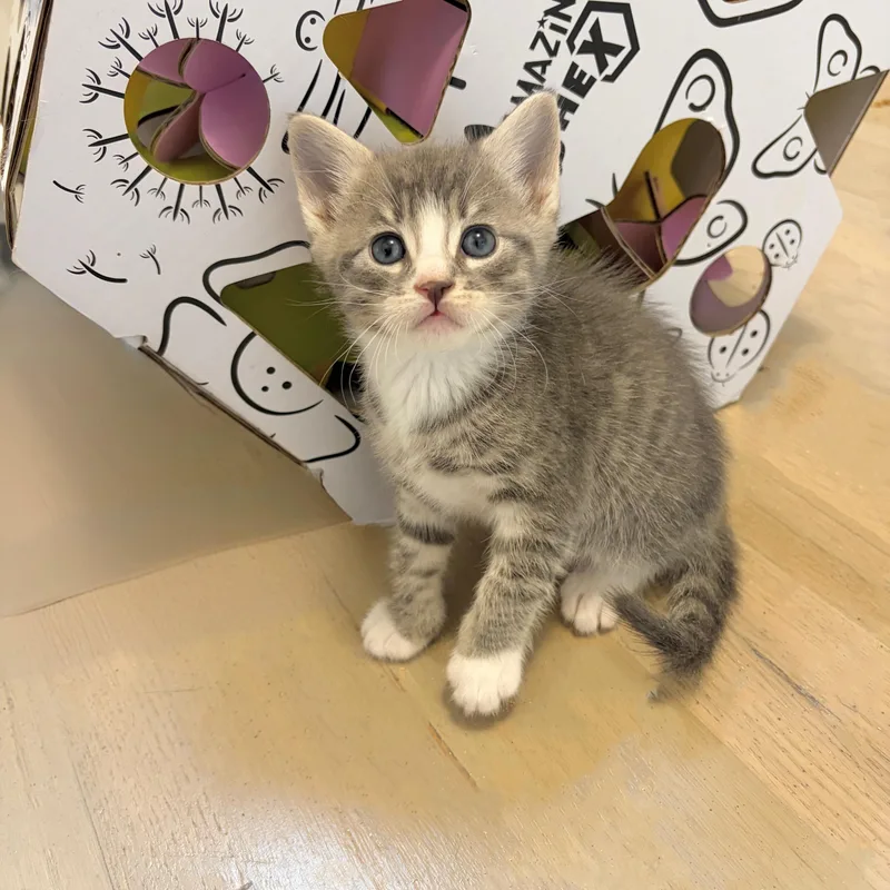 A baby medium-sized male Tabby (Gray / Blue / Silver) Domestic Short Hair cat named Ace for adoption in Moriches, NY