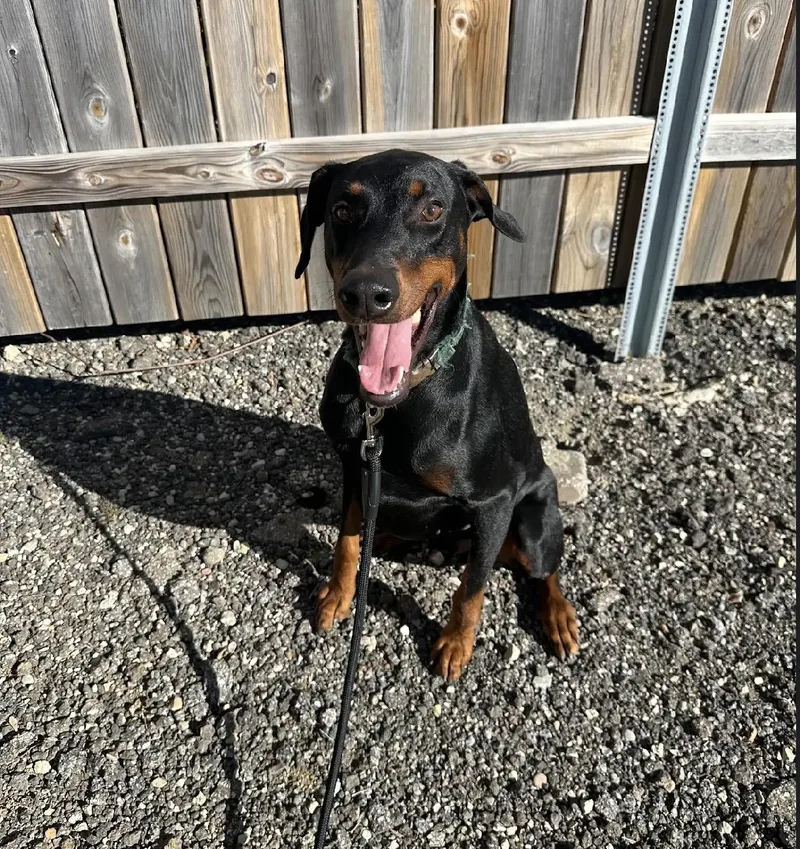 A young medium-sized male Doberman Pinscher dog named Sherman for adoption in White Lake, MI