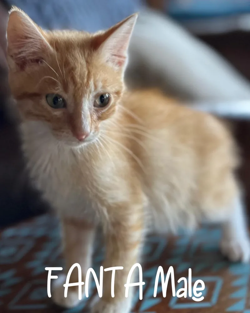 A baby medium-sized male Orange & White Domestic Short Hair cat named Fanta for adoption in White Lake, MI