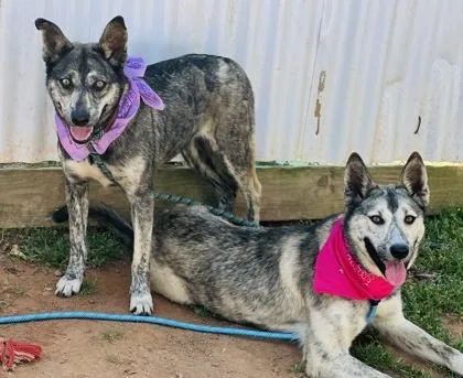A young medium-sized female Husky dog named Jodie $ for adoption in Seneca, SC