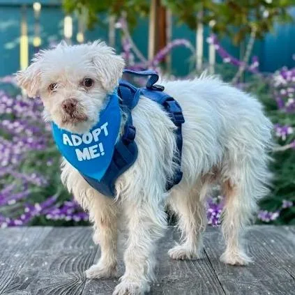 Bumper Car thumbnail 3