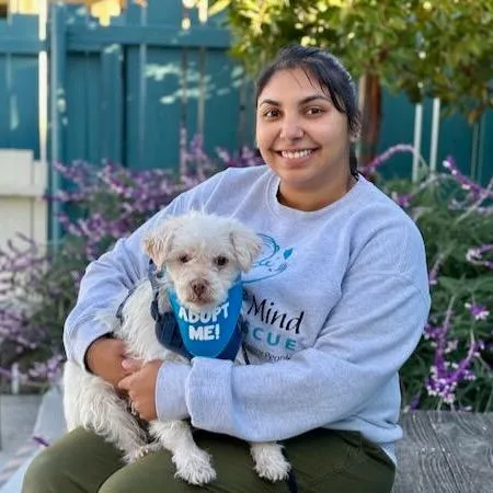 Bumper Car thumbnail 4