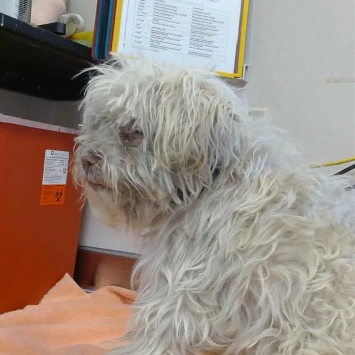 Bumper Car thumbnail 5