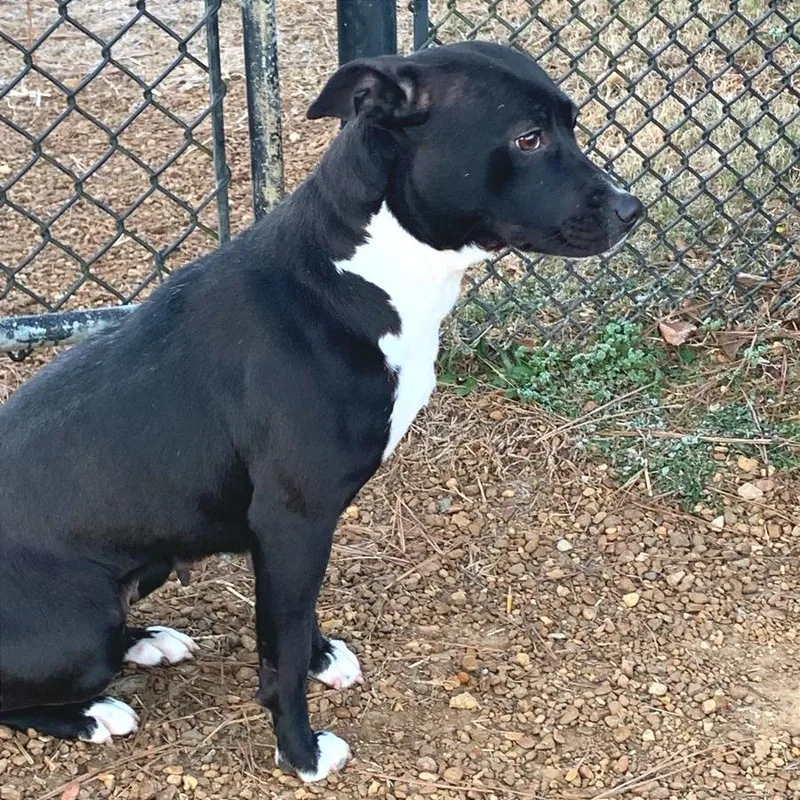 An adult medium-sized female Black Mixed Breed dog named Tootsie Roll for adoption in Chattanooga, TN