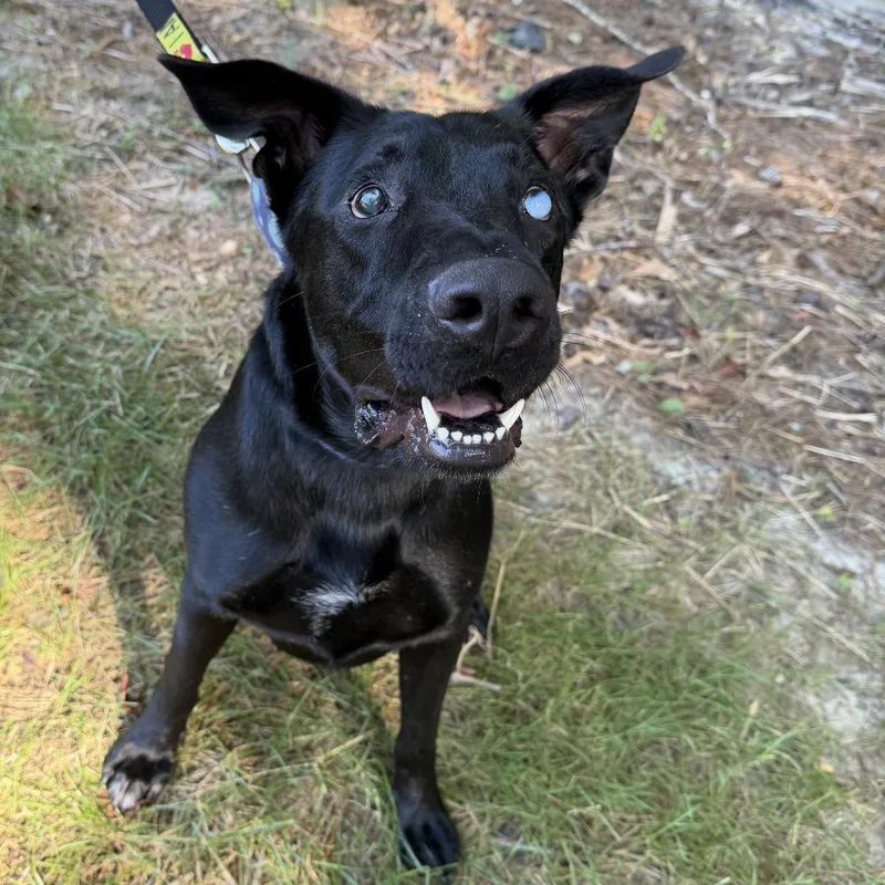 An adult large-sized male German Shepherd Dog dog named Chuck for adoption in Cumming, GA