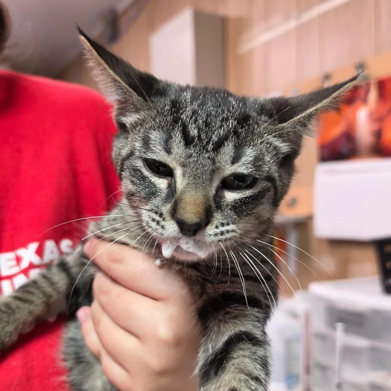 A baby small-sized male Brown / Chocolate Domestic Short Hair cat named Jack for adoption in Leander, TX