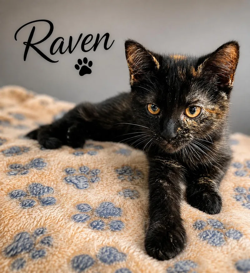 A baby medium-sized female Tortoiseshell cat named Raven for adoption in Greenville, DE