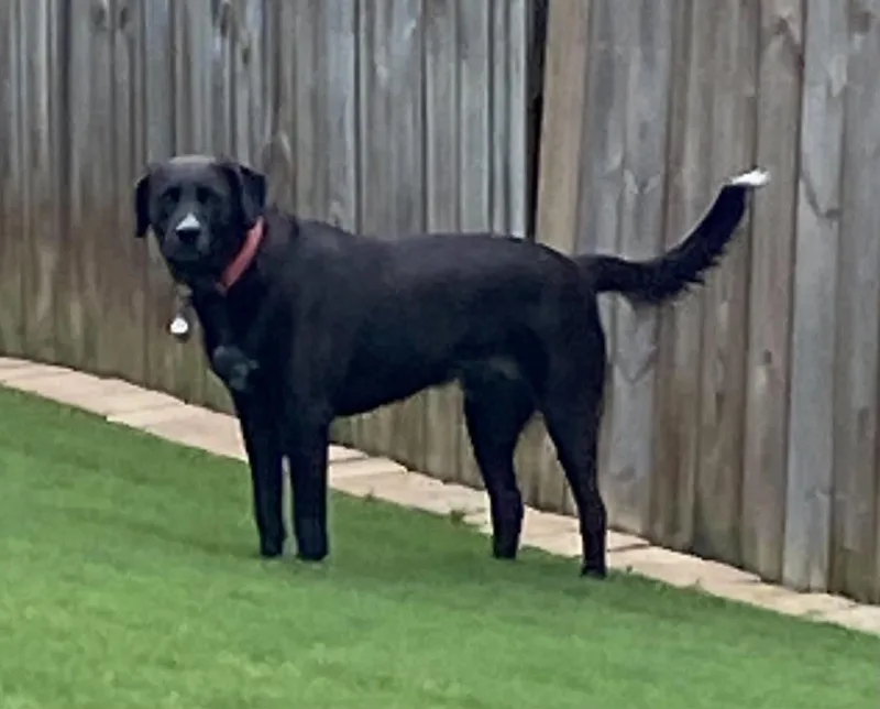 A young large-sized male Labrador Retriever dog named Budsey for adoption in Cumming, GA