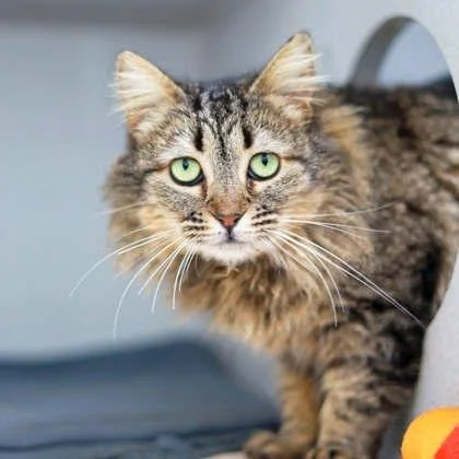 An adult small-sized female Brown / Chocolate Domestic Medium Hair cat named Tabbatha for adoption in Atlanta, GA