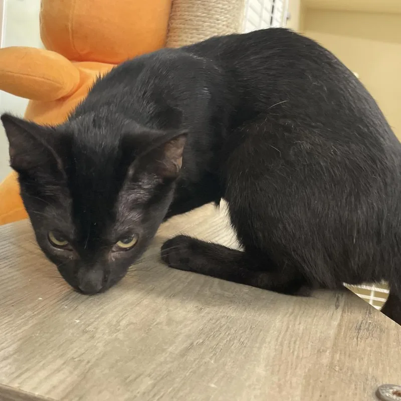 A baby small-sized female Black Domestic Short Hair cat named Pazole for adoption in Garfield, AR