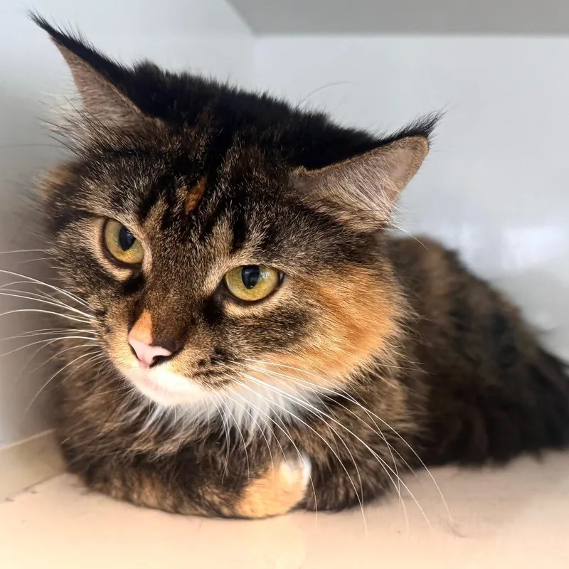 A young medium-sized female Torbie Domestic Medium Hair cat named Freja for adoption in Wheeling, IL