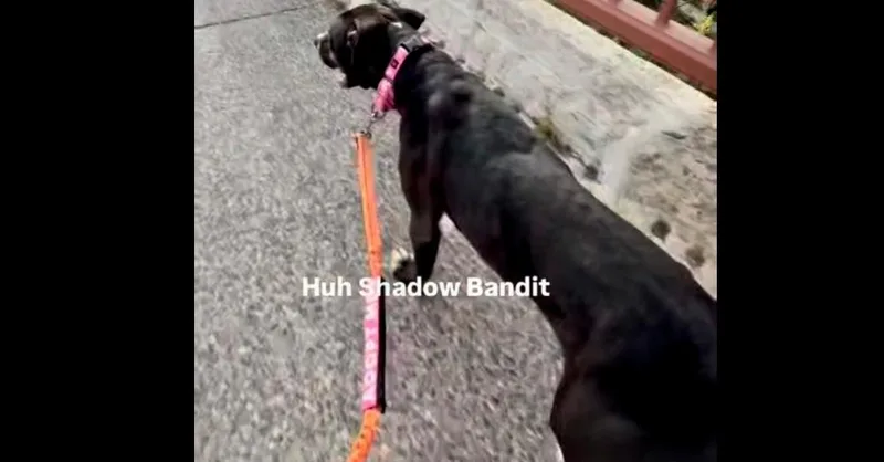 An adult medium-sized male Boxer dog named Shadowbandit for adoption in La Grande, OR