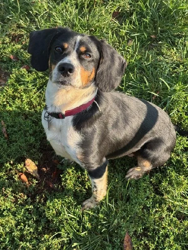 An adult small-sized female Tricolor (Brown, Black, & White) Beagle dog named Millie for adoption in Scottsburg, IN