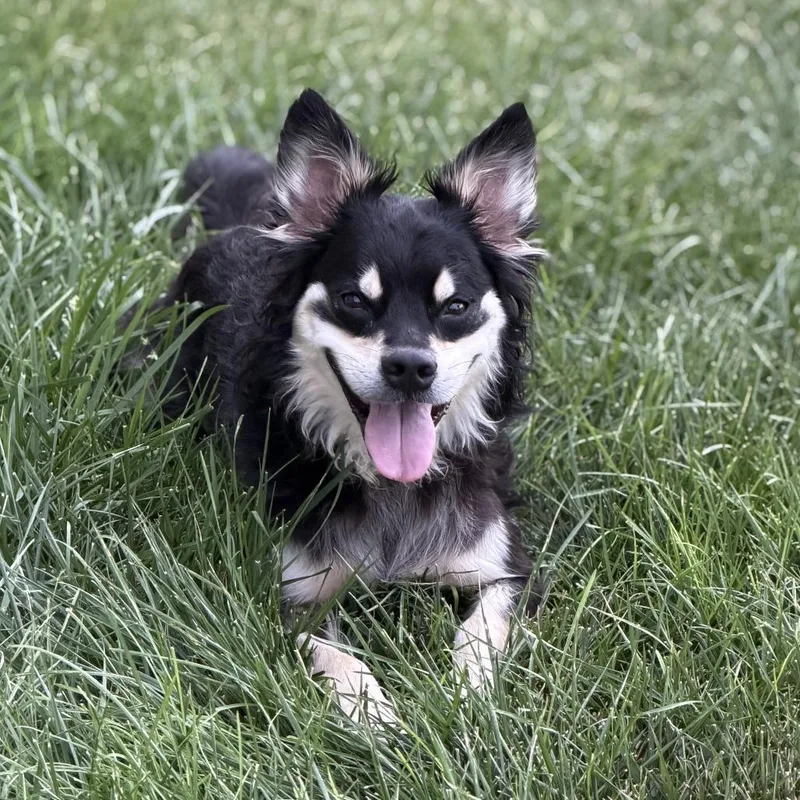 An adult medium-sized male Papillon dog named Zeke for adoption in Wichita, KS