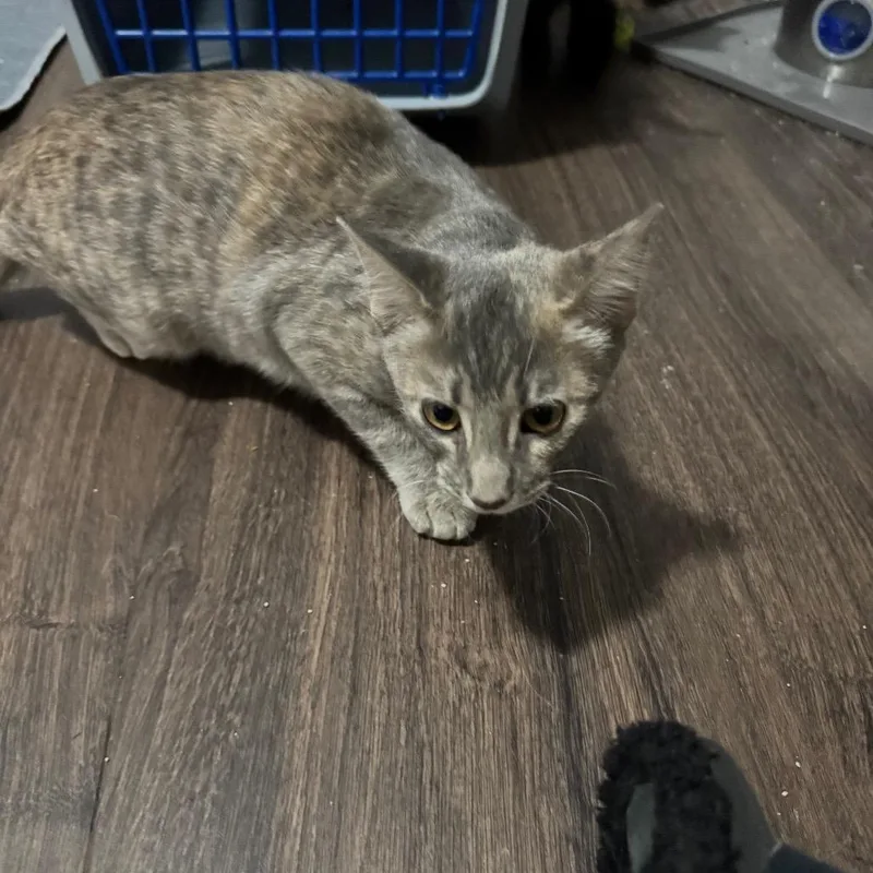 A baby small-sized female Torbie Domestic Short Hair cat named Rainbow Brite for adoption in Roselle, IL