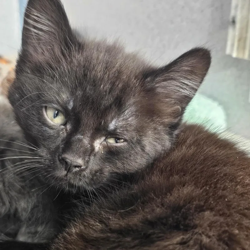 A baby small-sized male Black Domestic Short Hair cat named Mojito for adoption in Evansville, IN