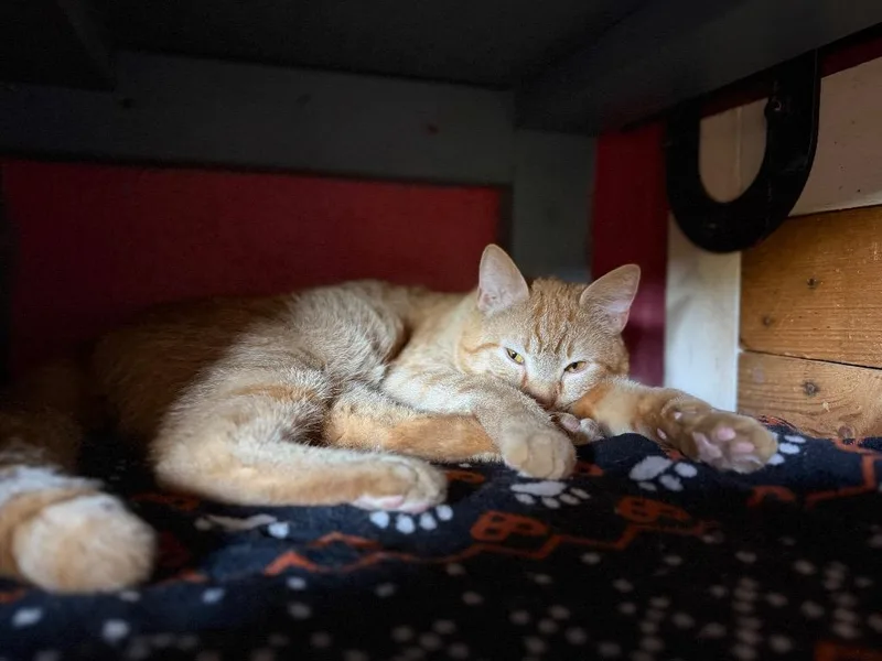 Tom