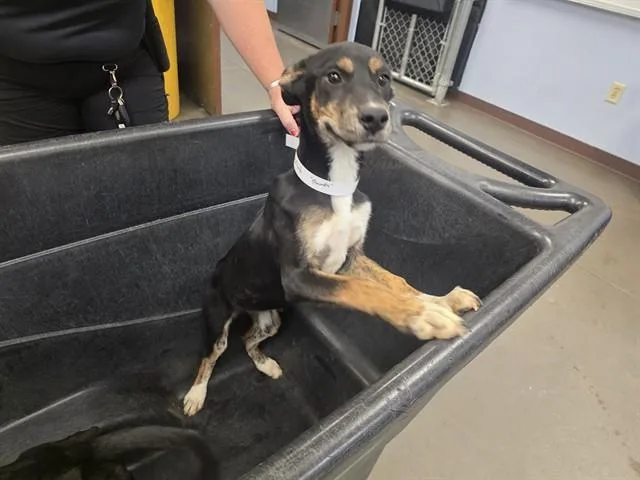 A young large-sized female German Shepherd Dog dog named Nessie for adoption in Phoenix, AZ