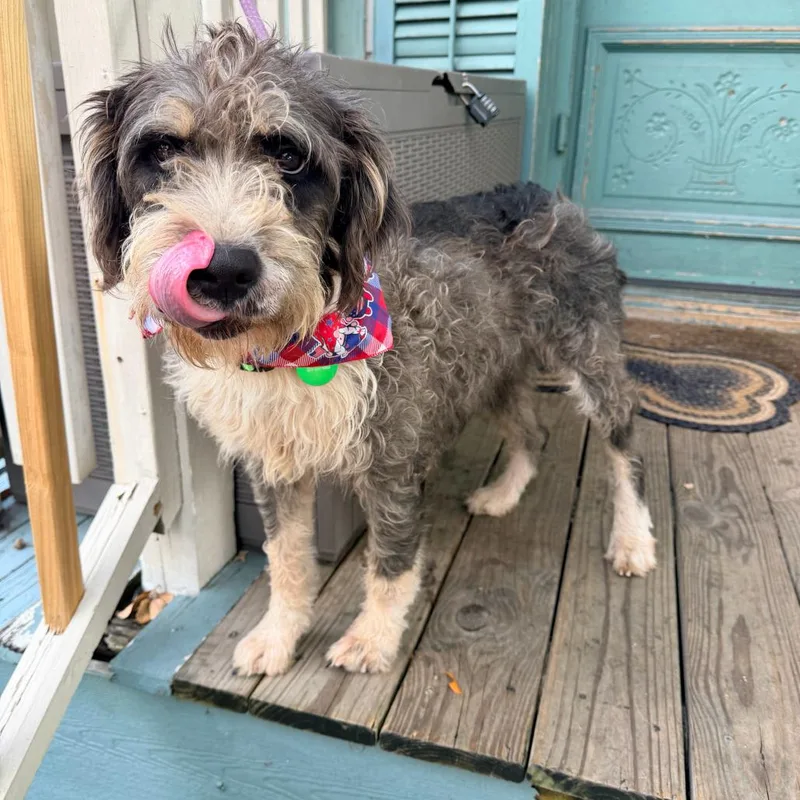 An adult medium-sized female Gray / Blue / Silver Schnauzer dog named Jozie for adoption in New Orleans, LA