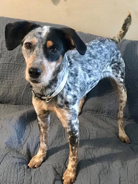 A young medium-sized female Tricolor (Brown, Black, & White) Cattle Dog dog named Lilly for adoption in Honeoye Falls, NY