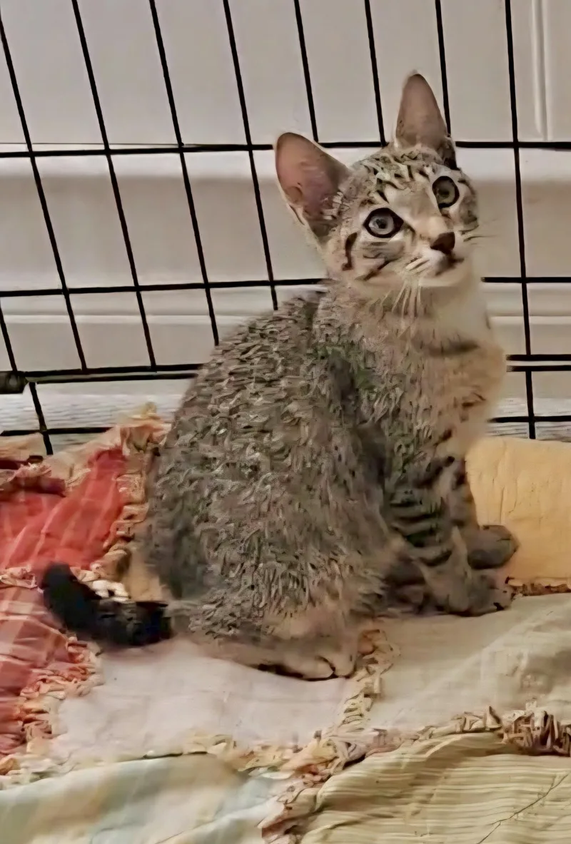 A baby small-sized male Tabby (Brown / Chocolate) Domestic Short Hair cat named Stitch  North Conroe for adoption in Spring, TX