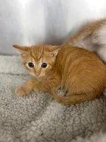 Lord Fluffington thumbnail 3
