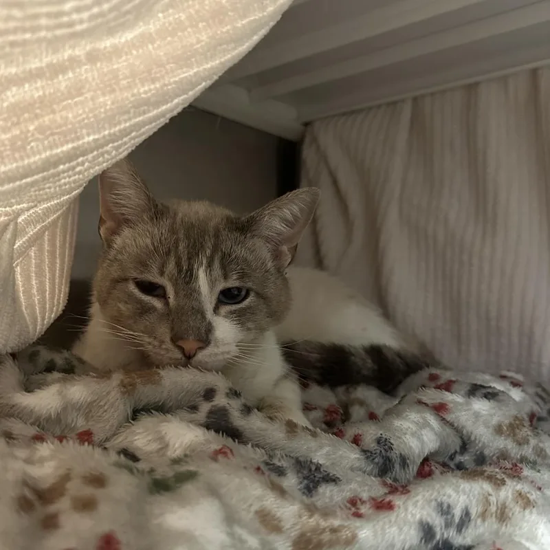 An adult medium-sized male Smoke Domestic Short Hair cat named Mystery for adoption in Pittsburgh, PA