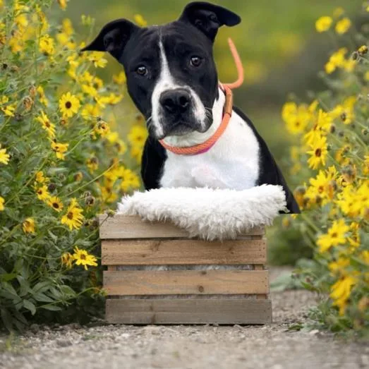 An adult medium-sized female Staffordshire Bull Terrier dog named Leila for adoption in Van Nuys, CA