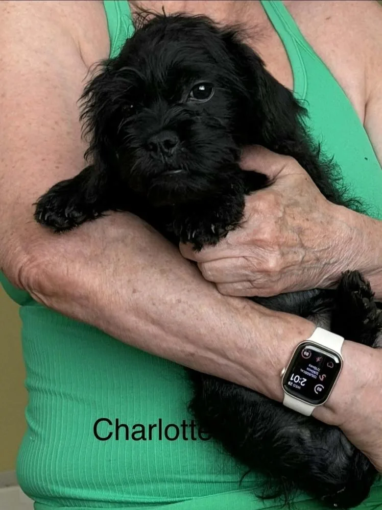 Charlotte thumbnail 2