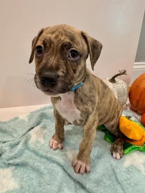 A baby medium-sized male Brindle Plott Hound dog named Atlas Starstruck for adoption in Andover, MA