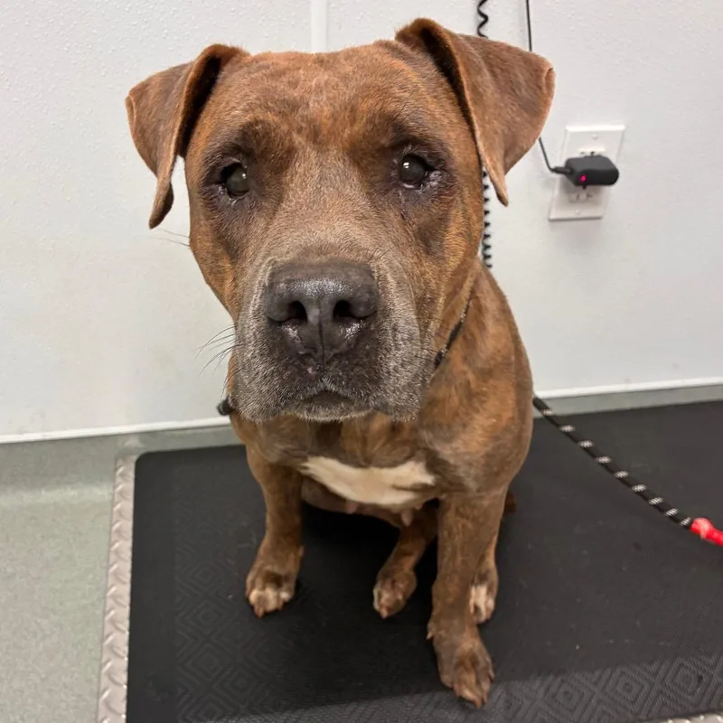 An adult large-sized female Brown / Chocolate Cane Corso dog named Lucilla for adoption in Abilene, TX