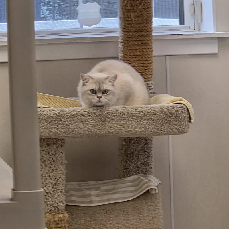 An adult medium-sized male Buff & White British Shorthair cat named Oliver for adoption in Dillsburg, PA