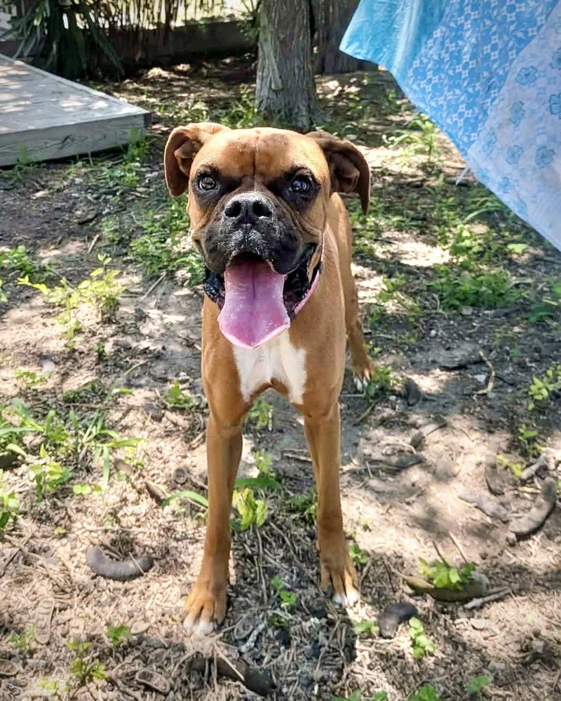 A young medium-sized female Boxer dog named Millie Tx for adoption in Monticello, NY