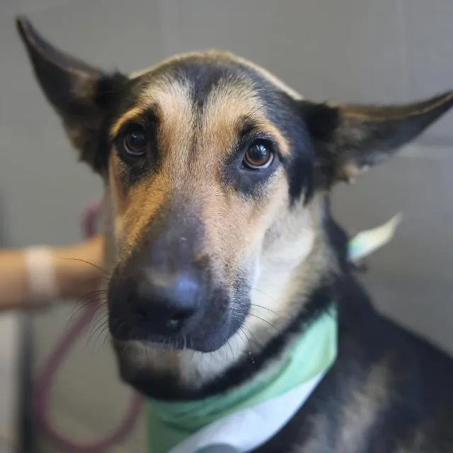 A young medium-sized female German Shepherd Dog dog named Baby for adoption in San Antonio, TX