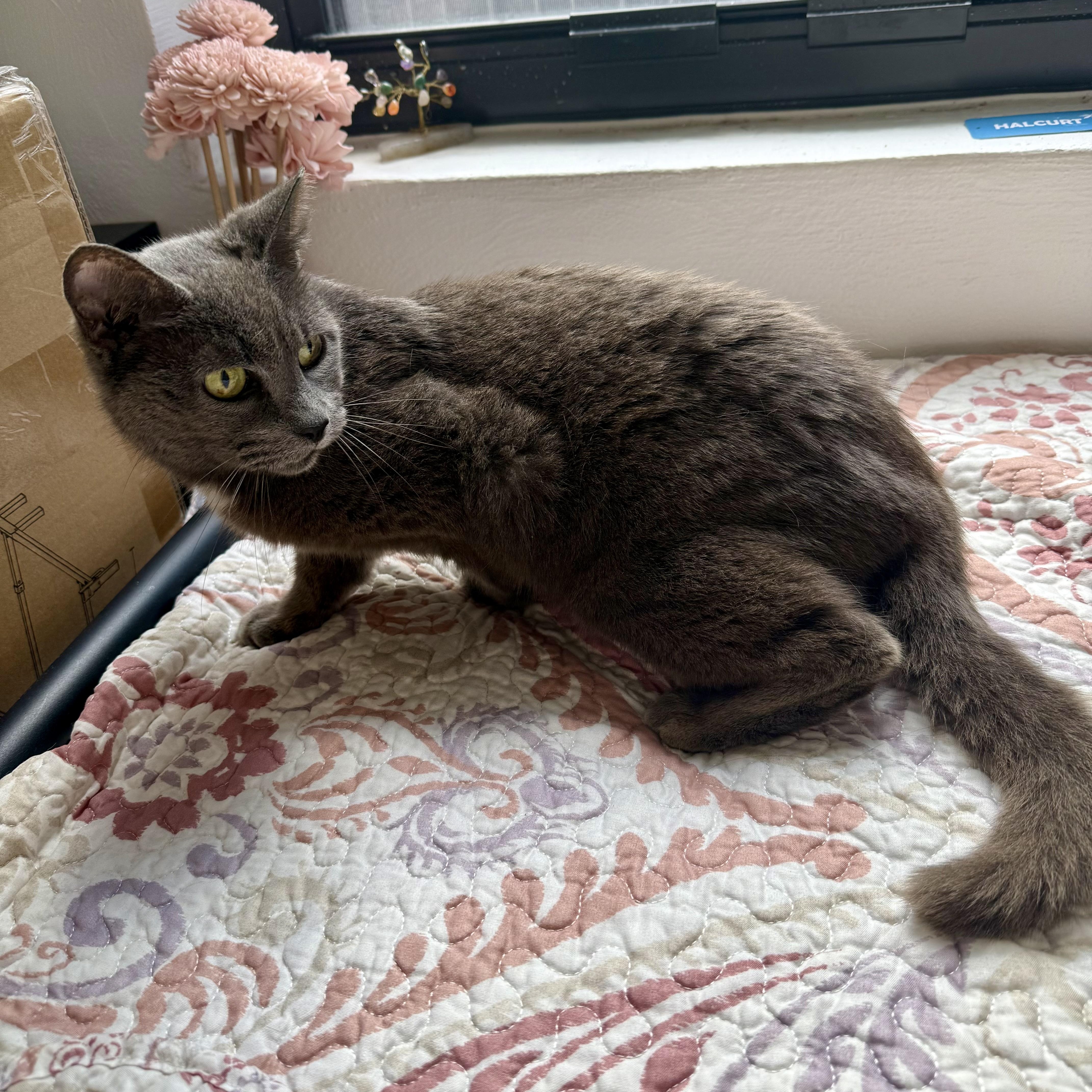 An adult medium-sized female Gray / Blue / Silver Russian Blue cat named Koala for adoption in Miami, FL
