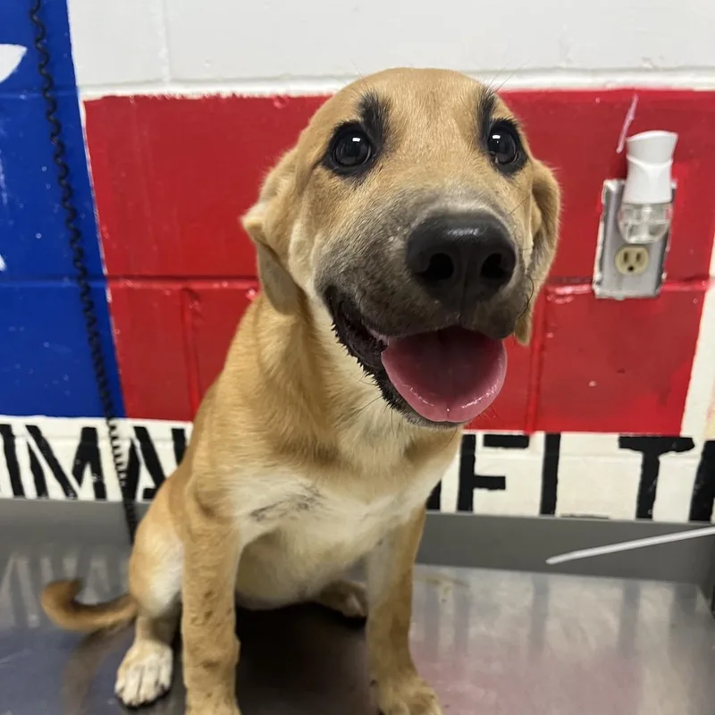 A baby medium-sized female Red / Chestnut / Orange Mixed Breed dog named Rue for adoption in Lufkin, TX