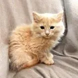 A baby medium-sized male Orange / Red Domestic Long Hair cat named Calvin for adoption in Portsmouth, OH
