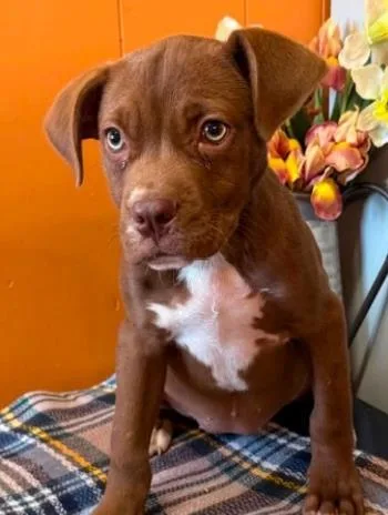 A baby small-sized male Mixed Breed dog named Dillard for adoption in West Chester, PA