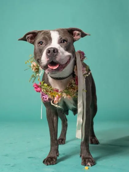 An adult medium-sized female Mixed Breed dog named Aramis for adoption in Atlanta, GA