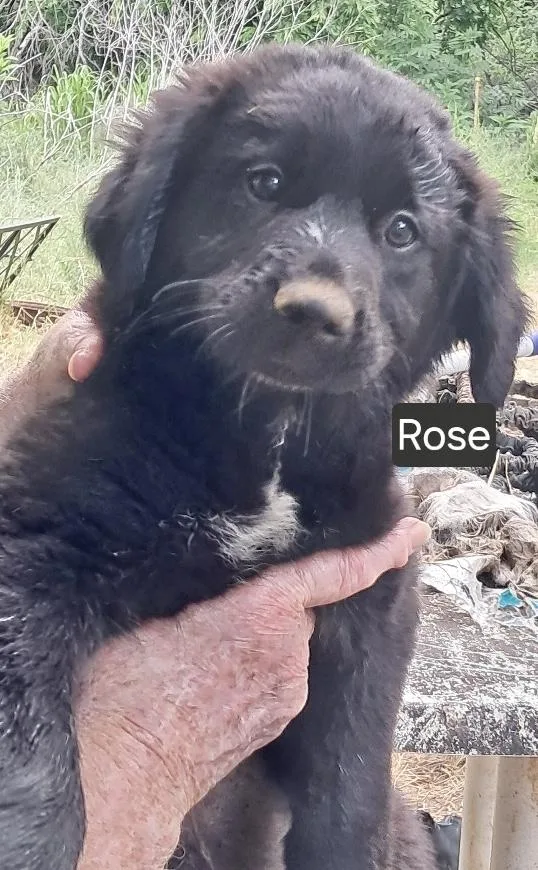 A baby medium-sized female Labrador Retriever dog named Rose for adoption in Manchester, CT