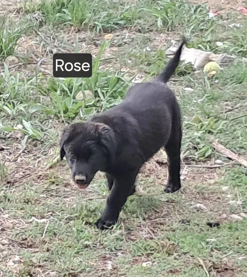Rose thumbnail 2