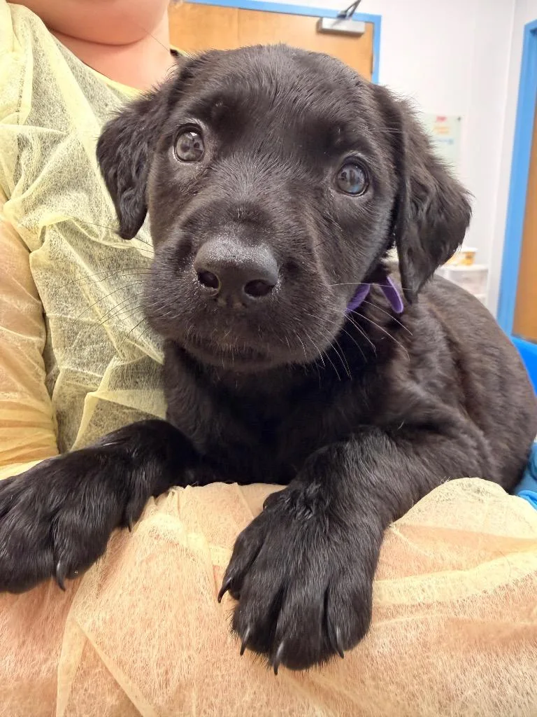 A baby small-sized female Labrador Retriever dog named Bailey for adoption in Hartsville, SC