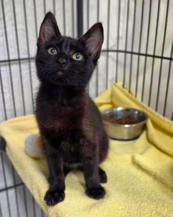A baby small-sized female Domestic Short Hair cat named Gemini for adoption in Novato, CA