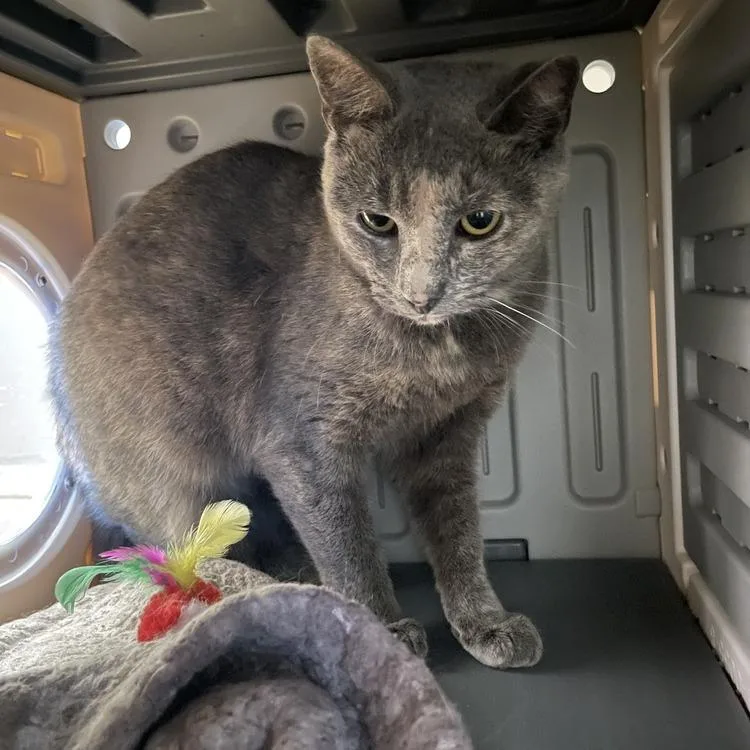 An adult small-sized female Gray / Blue / Silver Domestic Short Hair cat named Sprite for adoption in Long Island City, NY