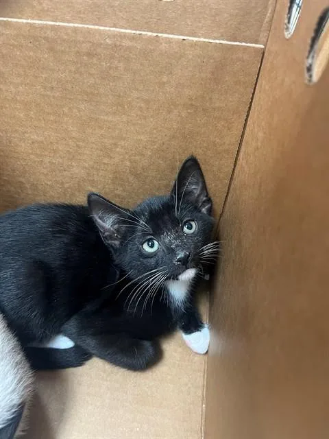 A baby small-sized male Domestic Short Hair cat named Bookie for adoption in Jacksonville, FL