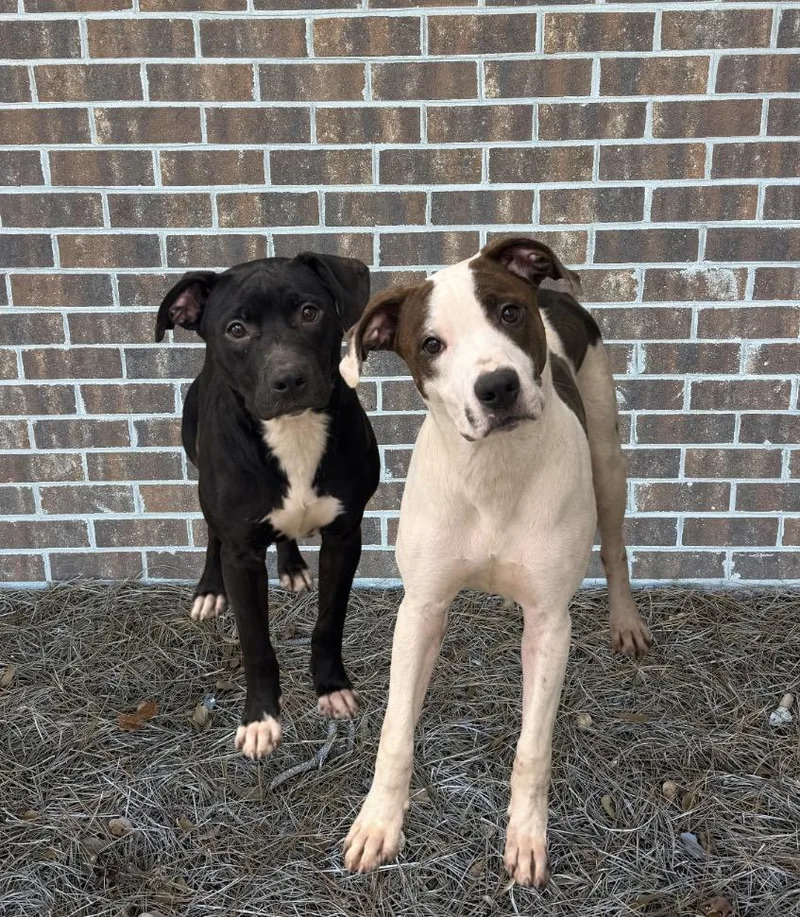 A young medium-sized male Mixed Breed dog named Flitz and Flinn for adoption in Elizabethtown, NC