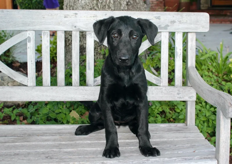 A baby large-sized female Black Labrador Retriever dog named Panther for adoption
